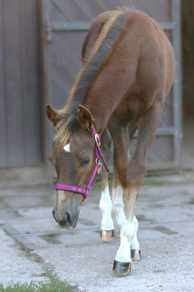 Screenshot_20230921_165419_Kleinanzeigen